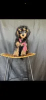 Akc Clear 🧬 Tested Clear Boy 💙, a male Poodle - Miniature  for sale in Campbell, TX – 2 of 10