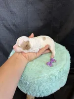 Akc Clear 🧬 tested Chocolate Phantom Parti Girl , a female Poodle - Miniature  for sale in Campbell, TX – 5 of 10