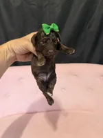 Akc Clear 🧬 tested Chocolate Phantom 🩷, a female Poodle - Miniature  for sale in Campbell, TX – 2 of 10