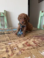 Akc Red Toy Poodle Boy, a male Poodle - Toy  for sale in Campbell, TX – 3 of 10
