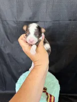 Akc Clear 🧬 tested Blue Merle Parti Gold Tie, a male Poodle - Miniature  for sale in Campbell, TX – 7 of 10