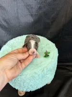 Akc Clear 🧬 tested Blue Merle Phantom Parti Girl, a female Poodle - Miniature  for sale in Campbell, TX – 7 of 10