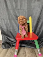 Akc Clear Red Toy Poodle Boy 💙 Brown Based, a male Poodle - Toy  for sale in Campbell, TX – 2 of 10