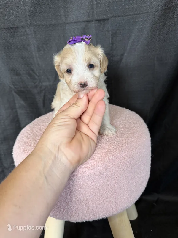Maltipoo! Purple Bow 💜 – Maltipoo puppy for sale in Campbell, TX