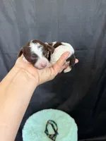 Akc Clear 🧬 Chocolate Phantom Parti Boy, a male Poodle - Miniature  for sale in Campbell, TX – 7 of 10
