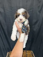 Akc Clear 🧬 Tested Blue Merle Phantom Parti 💙, a male Poodle - Miniature  for sale in Campbell, TX – 8 of 10