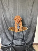 Akc Clear 🧬 Tested Red Poodle Boy 💙 bb, a male Poodle - Miniature  for sale in Campbell, TX – 3 of 10