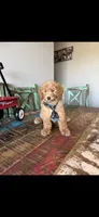 Meet Ollie! Akc Clear 🧬 At/At Ky/Ky b/b e/e N/S, a male Poodle - Miniature  for sale in Campbell, TX – 4 of 10
