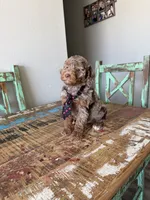 Akc Clear 🧬 Tested Chocolate Merle Phantom 💙, a male Poodle - Miniature  for sale in Campbell, TX – 7 of 10