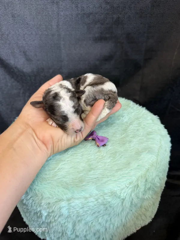 Akc Clear 🧬 tested Blue Merle Phantom Parti Girl Purple Bow – Poodle - Miniature  puppy for sale in Campbell, TX