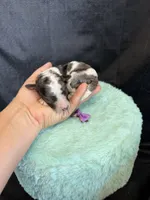 Akc Clear 🧬 tested Blue Merle Phantom Parti Girl Purple Bow, a female Poodle - Miniature  for sale in Campbell, TX – 1 of 10