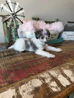 Akc Clear 🧬 Tested Blue Merle Phantom Parti 🩷, a female Poodle - Miniature  for sale in Campbell, TX – 10 of 10