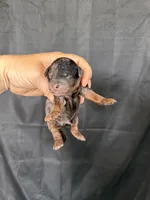 Akc Clear Blue Merle Phantom Boy 💙, a male Poodle - Miniature  for sale in Campbell, TX – 1 of 6