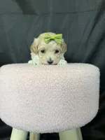 Barbies only Maltipoo Girl! Green Bow 💚, a female Maltipoo for sale in Campbell, TX – 3 of 9