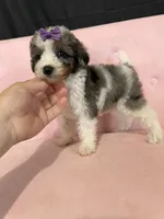 Akc Clear 🧬 Tested Blue Merle Phantom Parti, a female Poodle - Miniature  for sale in Campbell, TX – 7 of 10