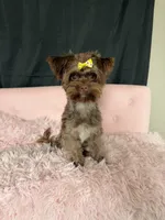 KB Chocolate Yorkie 🩷, a female Yorkshire Terrier for sale in Campbell, TX – 3 of 10