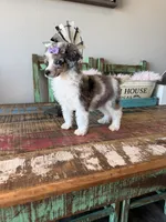 Akc Clear 🧬 Tested Blue Merle Phantom Parti 🩷, a female Poodle - Miniature  for sale in Campbell, TX – 5 of 10