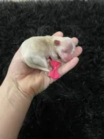 Maltipoo! Pink Bow! Girl! 🩷, a female Maltipoo for sale in Campbell, TX – 6 of 9