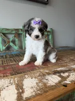 Akc Clear 🧬 Tested Blue Merle Phantom Parti Partial Blue eye, a female Poodle - Miniature  for sale in Campbell, TX – 4 of 10