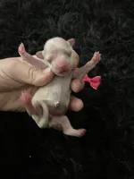 Maltipoo! Pink Bow! Girl! 🩷, a female Maltipoo for sale in Campbell, TX – 9 of 9