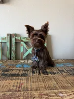 KB Chocolate Boy Rocky, a male Yorkshire Terrier for sale in Campbell, TX – 6 of 9
