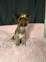 KB Chocolate Yorkie 🩷, a female Yorkshire Terrier for sale in Campbell, TX – 10 of 10