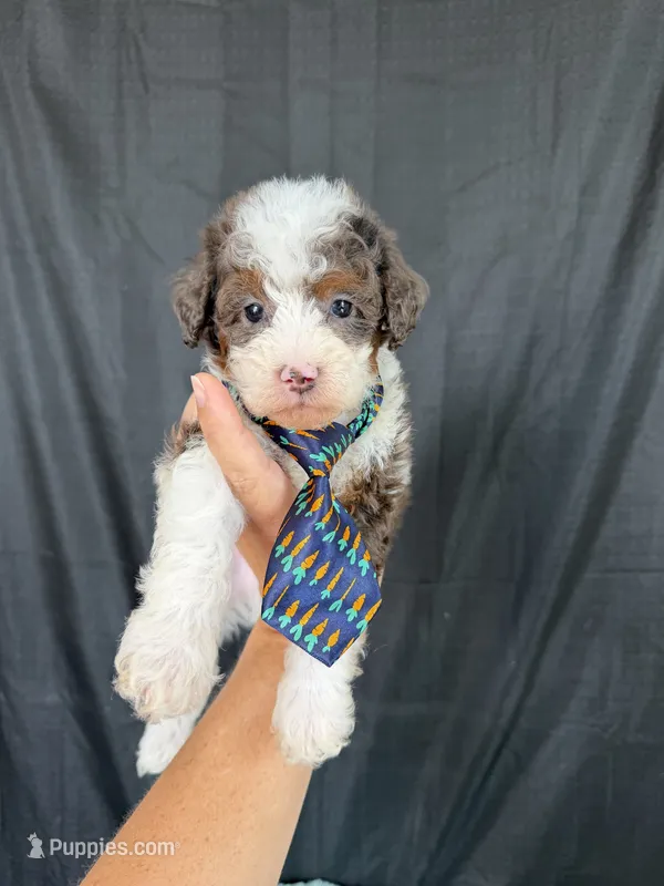 Akc Clear 🧬 tested Blue Merle Phantom Parti Boy Blue Tie – Poodle - Miniature  puppy for sale in Campbell, TX