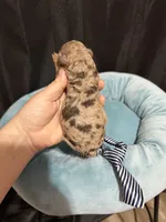 Akc Clear Chocolate Merle Phantom Blue Tie, a male Poodle - Miniature  for sale in Campbell, TX – 4 of 10
