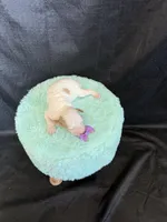 Akc Clear 🧬 tested Chocolate Phantom Parti Girl , a female Poodle - Miniature  for sale in Campbell, TX – 6 of 10