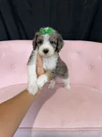 Akc Clear 🧬 Tested Blue Merle Phantom Parti 🩷, a female Poodle - Miniature  for sale in Campbell, TX – 5 of 10