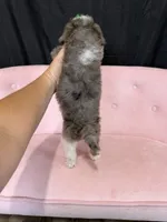 Akc Clear 🧬 Tested Blue Merle Phantom Parti 🩷, a female Poodle - Miniature  for sale in Campbell, TX – 8 of 10