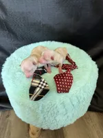 Cali’s Maltipoo Boy! White Tie, a male Maltipoo for sale in Campbell, TX – 6 of 6