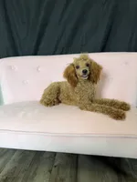 Akc Red Poodle Girl, a female Poodle - Miniature  for sale in Campbell, TX – 9 of 10