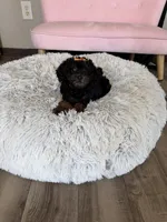 Akc Clear 🧬 Black Phantom Girl 🩷, a female Poodle - Miniature  for sale in Campbell, TX – 10 of 10