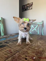 Merle Girl Pickle, a female Yorkshire Terrier for sale in Campbell, TX – 2 of 10