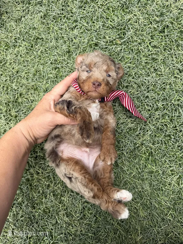 Akc Clear Chocolate Merle Phantom Red Tie – Poodle - Miniature  puppy for sale in Campbell, TX