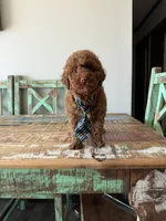 Akc Clear 🧬 Tested Red Poodle Boy 💙, a male Poodle - Miniature  for sale in Campbell, TX – 10 of 10