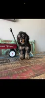 Akc Clear 🧬 Tested Clear Boy 💙, a male Poodle - Miniature  for sale in Campbell, TX – 6 of 10