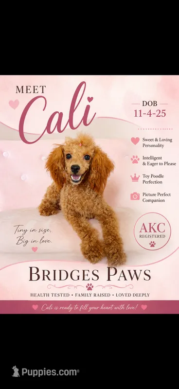 Akc Red Poodle Girl – Poodle - Miniature  puppy for sale in Campbell, TX