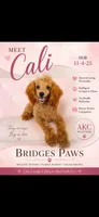 Akc Red Poodle Girl, a female Poodle - Miniature  for sale in Campbell, TX – 1 of 10