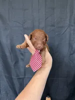 Akc Red Toy Poodle 💙, a male Poodle - Toy  for sale in Campbell, TX – 2 of 10