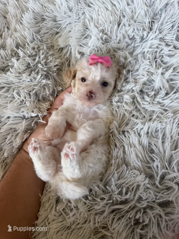 Akc Clear 🧬 tested Chocolate Phantom Parti  – Poodle - Miniature  puppy for sale in Campbell, TX