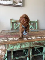 Akc Clear 🧬 Tested Red Poodle Boy 💙, a male Poodle - Miniature  for sale in Campbell, TX – 2 of 10