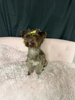 KB Chocolate Yorkie 🩷, a female Yorkshire Terrier for sale in Campbell, TX – 4 of 10