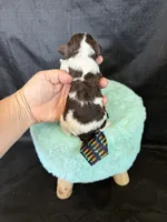 Akc Clear 🧬 Chocolate Phantom Parti Boy, a male Poodle - Miniature  for sale in Campbell, TX – 3 of 10