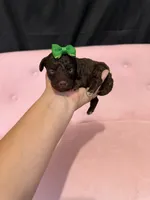 Akc Clear 🧬 tested Chocolate Phantom 🩷, a female Poodle - Miniature  for sale in Campbell, TX – 3 of 10