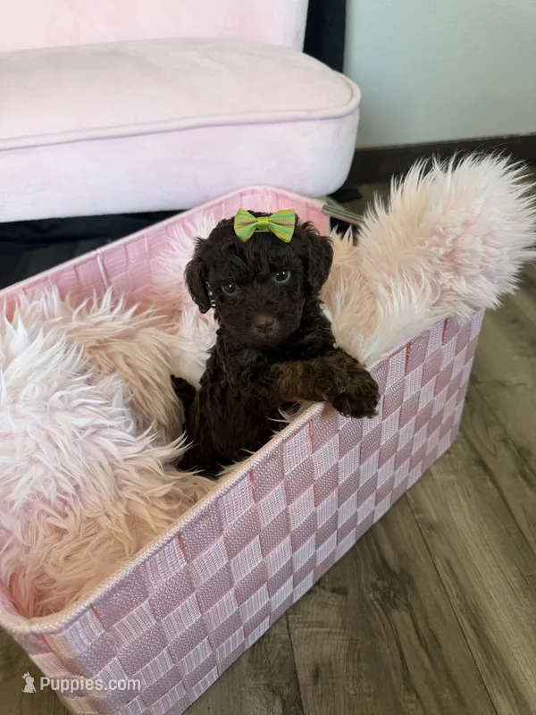 Akc Clear 🧬 tested Chocolate Phantom 🩷 – Poodle - Miniature  puppy for sale in Campbell, TX