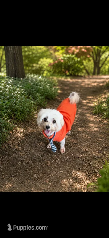 Akc Jax – Maltese puppy for sale in Campbell, TX