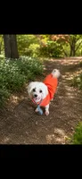 Akc Jax, a male Maltese for sale in Campbell, TX – 1 of 4