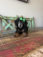 Akc Clear 🧬 Tested Black Phantom Girl 🩷, a female Poodle - Miniature  for sale in Campbell, TX – 5 of 10